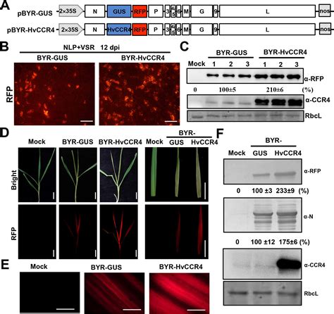 CCR4, a RNA decay factor, is hijacked by a plant.